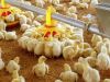 تولید بیش از 10 هزار تن گوشت مرغ در شهرستان شفت